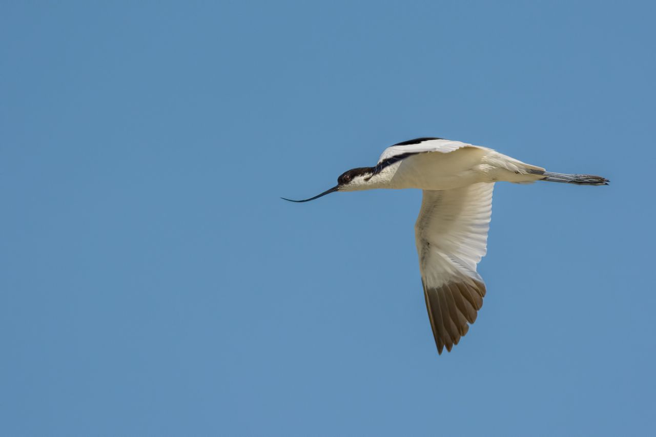 Avocetta (Recurvirostra avosetta)